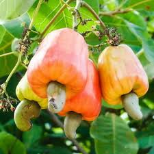Image result for Anacardium occidentale